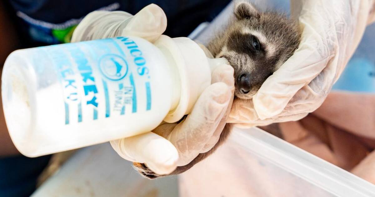CAV de Cartagena atendió más de 2.600 animales silvestres en 2025