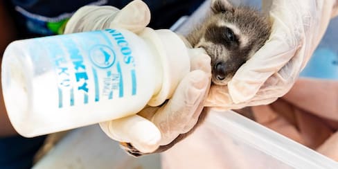 CAV de Cartagena atendió más de 2.600 animales silvestres en 2025
