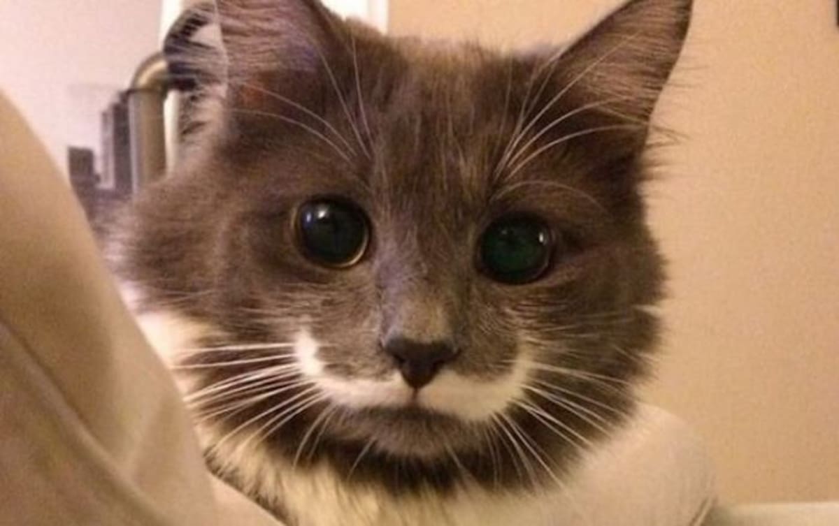 Instagram hamilton_the_hipster_cat