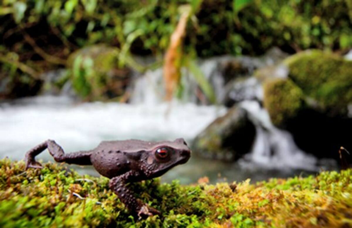 Nueva especie de sapo, de género posiblemente nuevo para ciencia. Robin Moore/iLCP