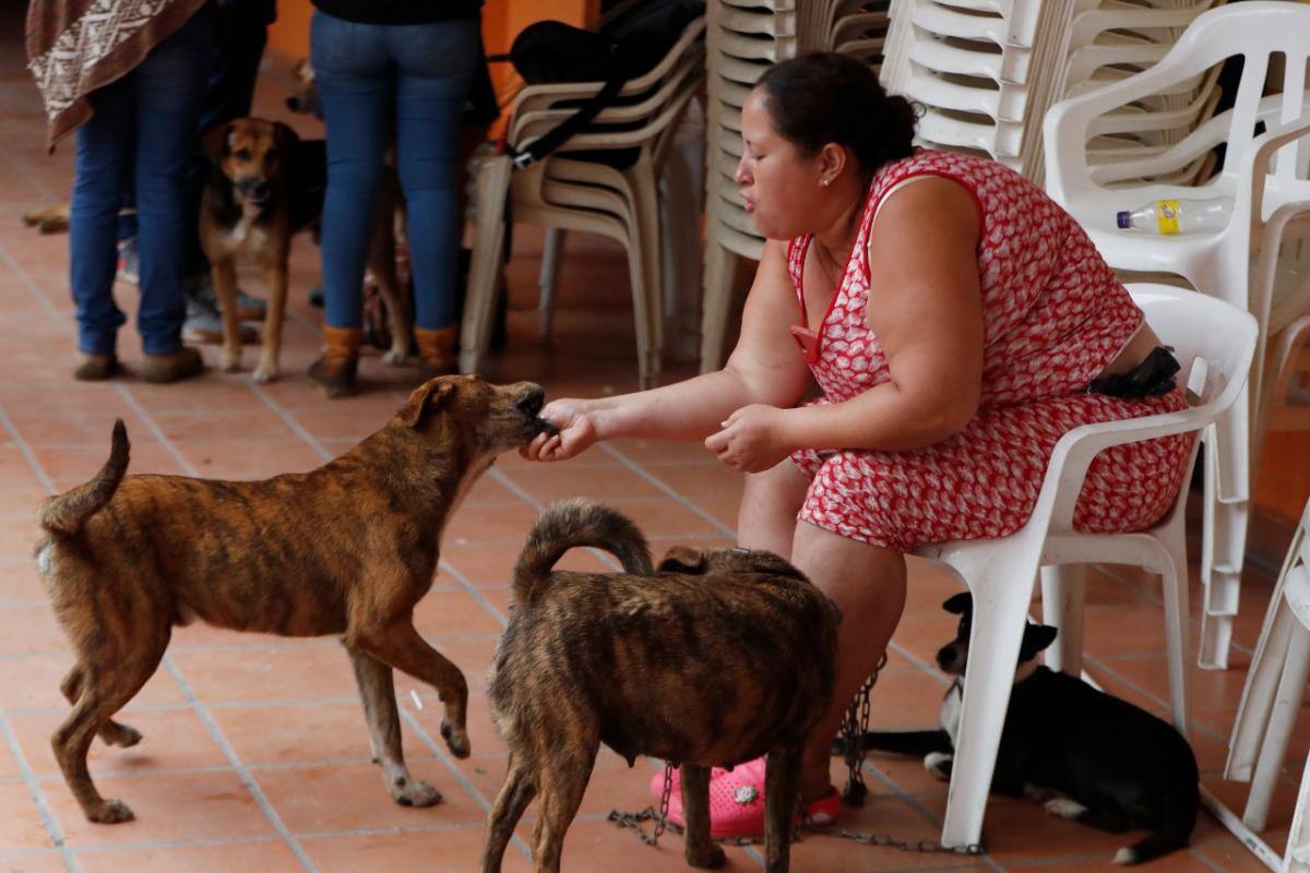 Conmovedor: perros salvaron a su dueña de morir en avalancha de tierra