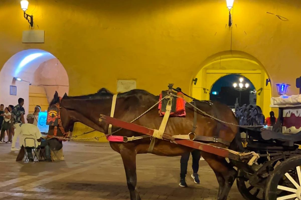 Estaba enfermo y lo tenían trabajando: nuevo caso de maltrato a caballo cochero