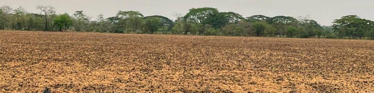 En el Distrito de Marialabaja sigue el alistamiento de áreas de siembra para arroz, pero ya algunos productores sembraron. // CORTESÍA
