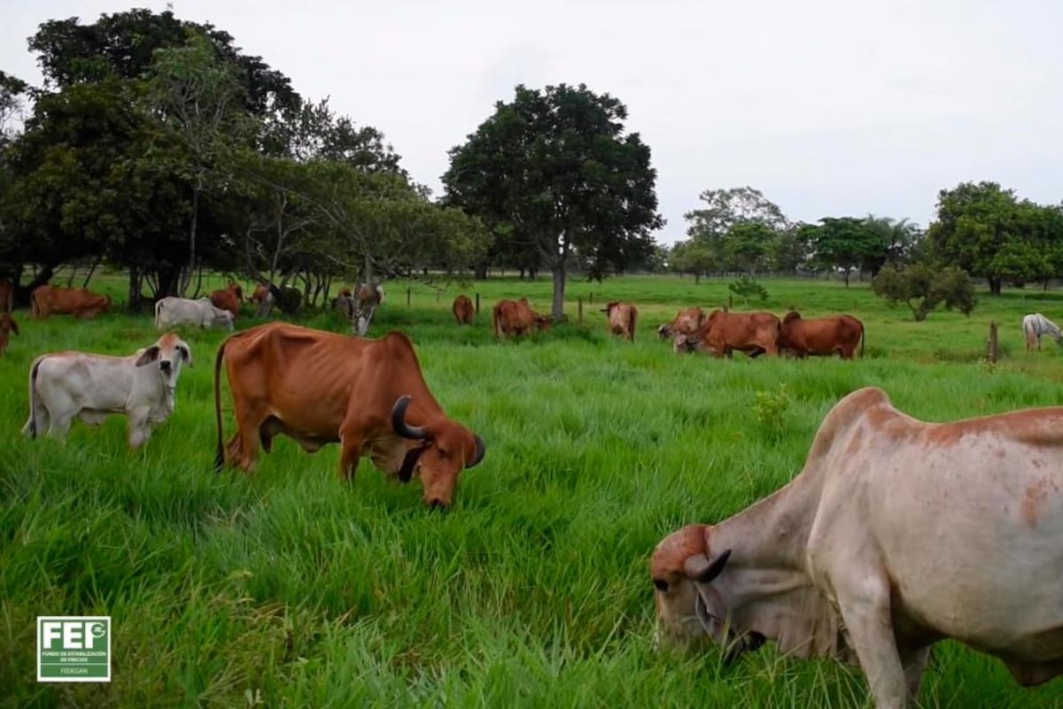 Más carne y ganado en pie colombiano, al exterior