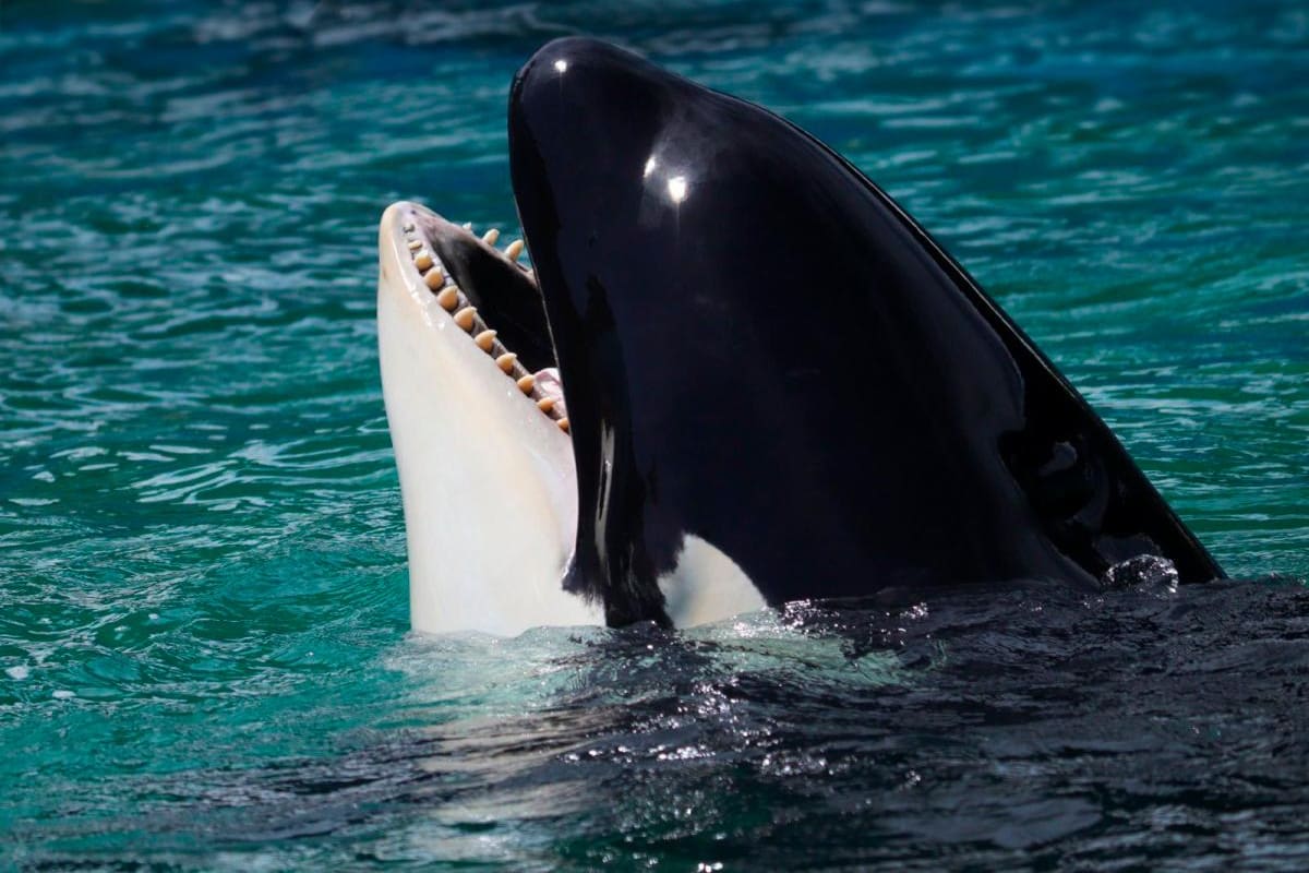 ¿De qué murió Lolita, la orca más famosa del mundo?