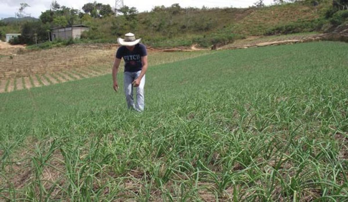 Las obras se centrarán en las zonas más importantes de producción del país. COLPRENSA
