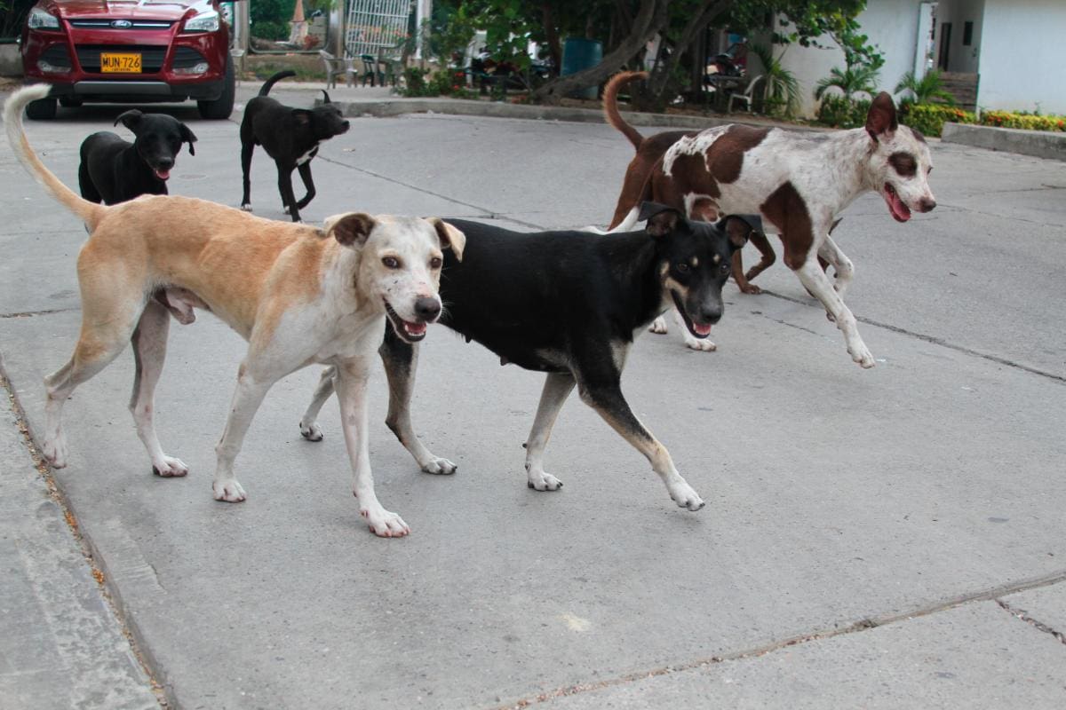 ¿Por qué tantas mascotas son abandonadas en Colombia?