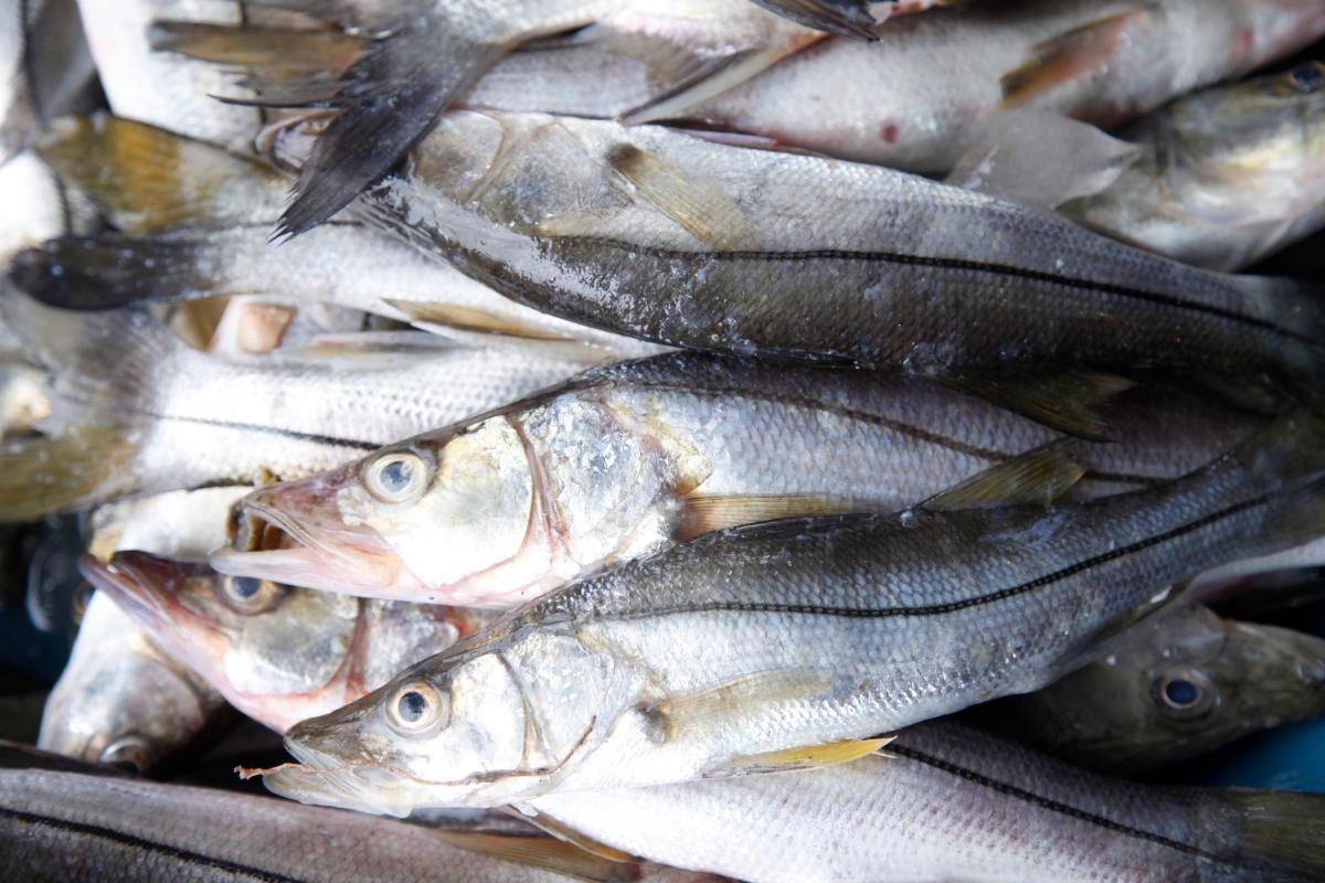 PESCA Y ACUICULTURA