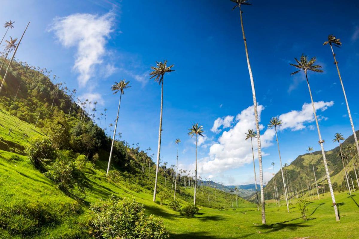 Valle del Cocora