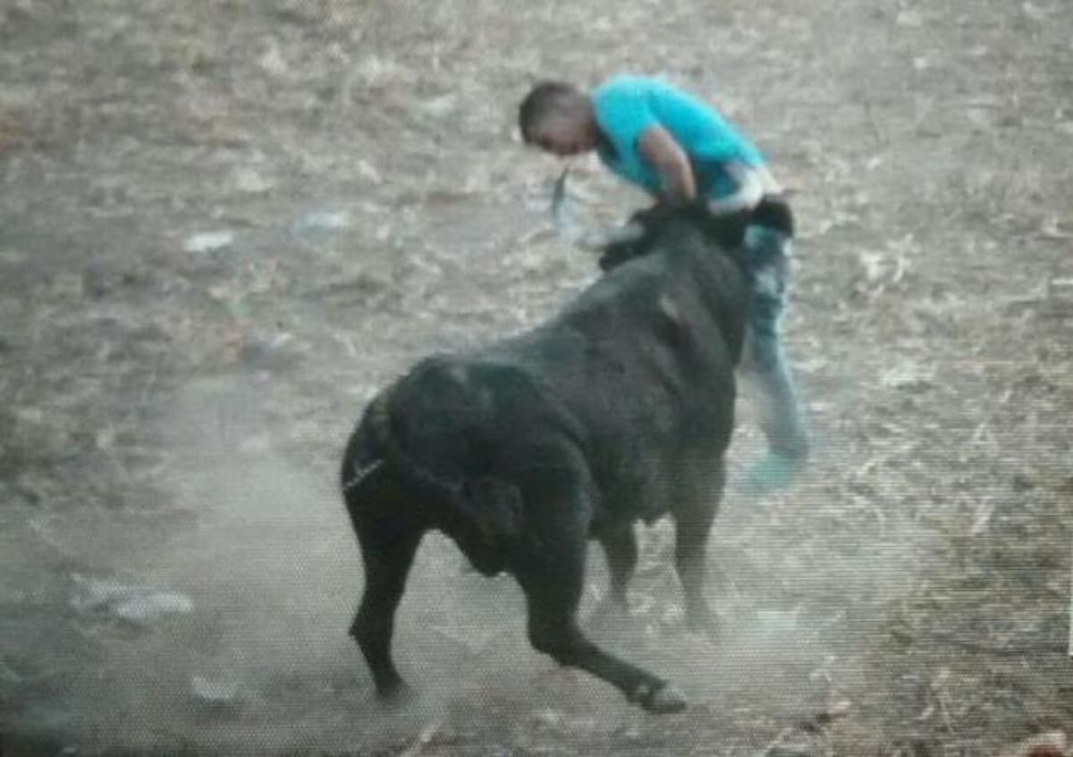 Miguel Gómez Suárez fue corneado en las corralejas de Carolina, jurisdicción de San Carlos, Córdoba. EL UNIVERSAL - MONTERÍA
