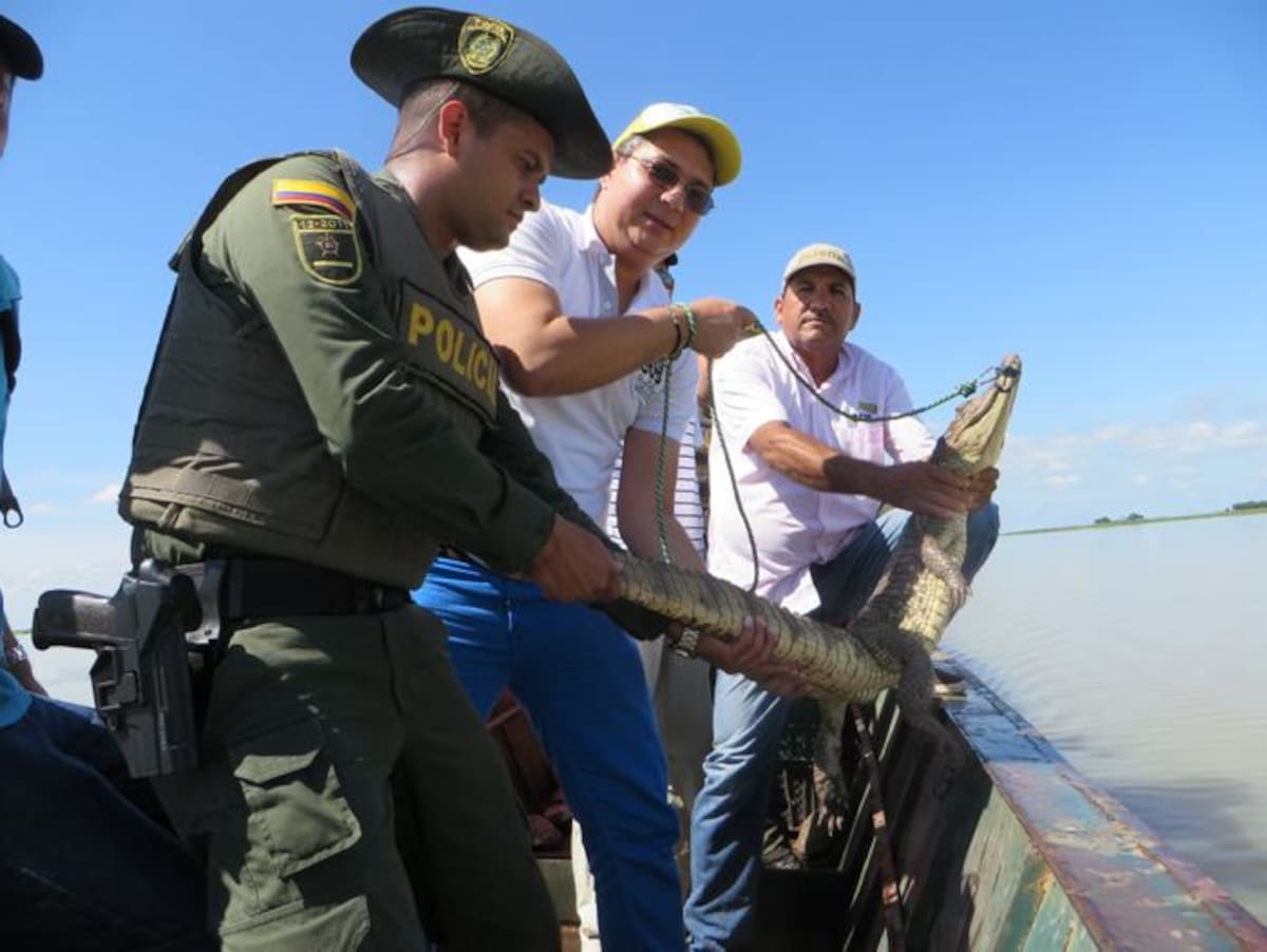Liberan babillas en la ciénaga de Ayapel. cortesía