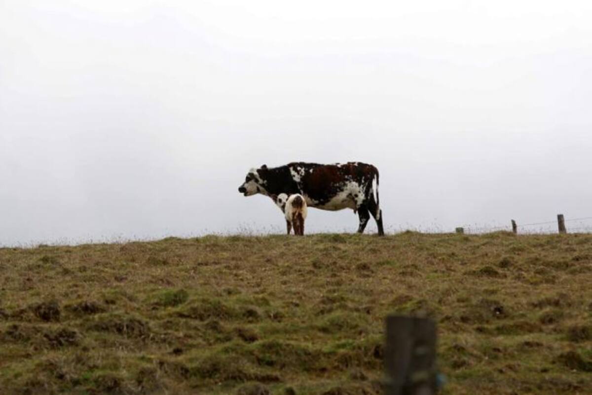 La temperatura en Letras oscila entre los 3 y 7 grados centígrados. Algunas veces ha bajado a -2. CORTESÍA