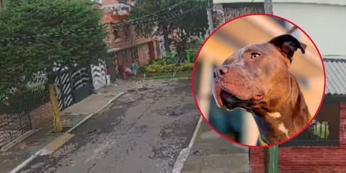 Video: perro pitbull escapó de su casa y atacó a niña de 11 años y a su papá