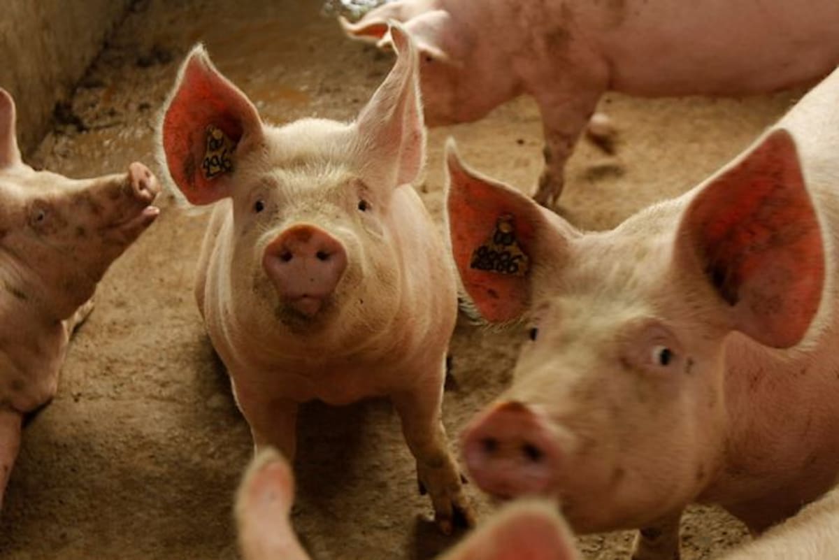 Los productores de cerdos en Colombia esperan que en los próximos meses se observen más reducciones en los precios de estos alimentos. //Colprensa.