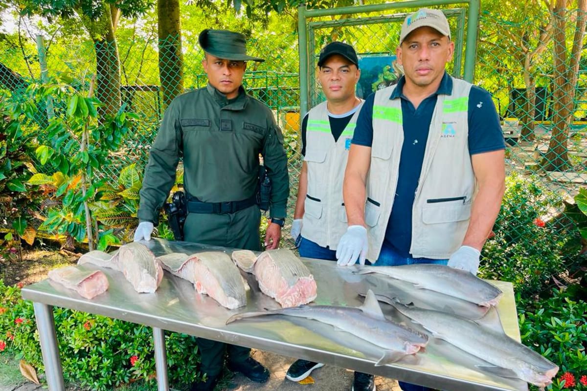¡No hay derecho! Así era la carne de tiburón que comercializaban en Bazurto