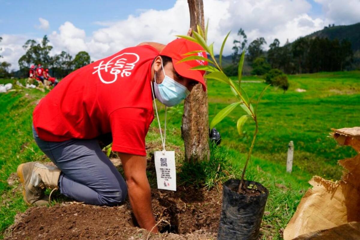Masiva siembra de árboles en toda Colombia