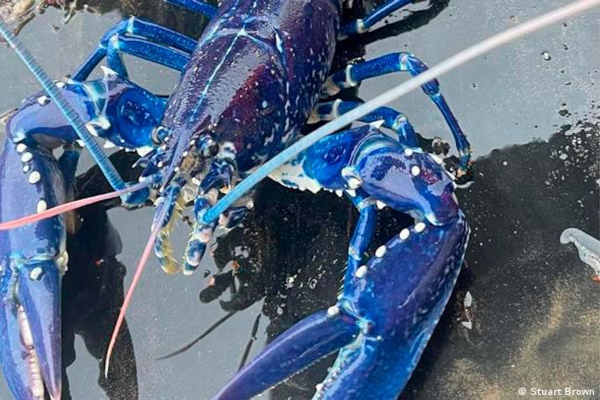 Si rosadas son caras, ¿cuánto cuesta la langosta azul recién hallada?