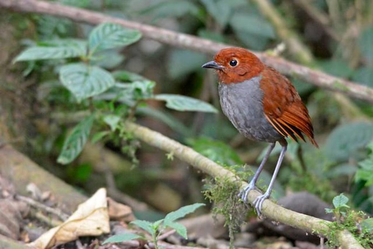 Colombia y su extraordinaria biodiversidad. Foto//Colprensa.