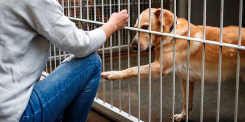 Más allá de la adopción, la importancia de la tenencia responsable