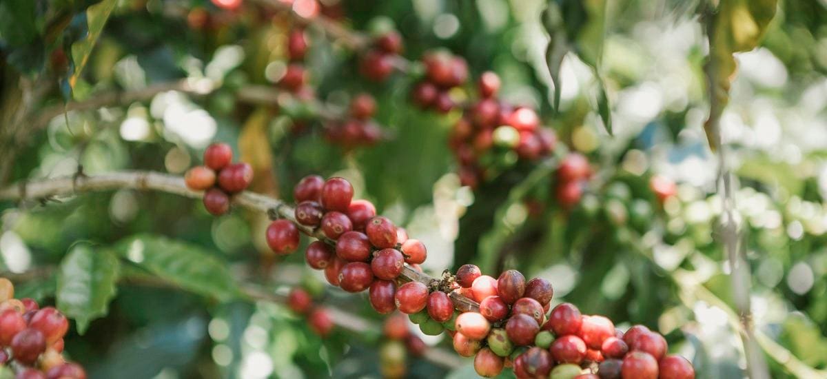 El café caturra es la variedad que ‘importó’ José Aurelio Ortega, de la Sierra Nevada de Santa Marta a Los Montes de María.