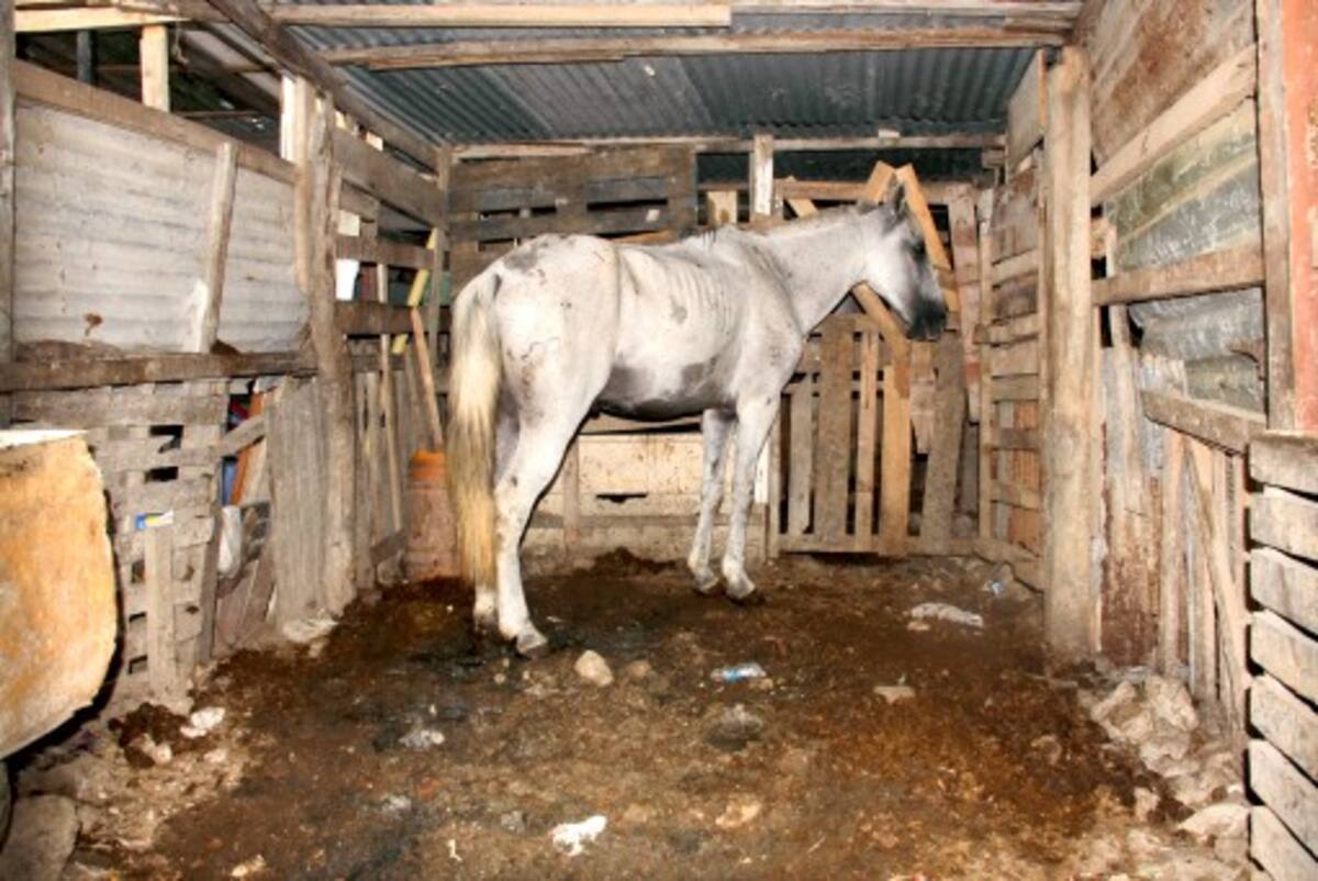Después de una jornada de trabajo, los caballos son llevados a un lote baldío en condiciones deplorables donde descansan.