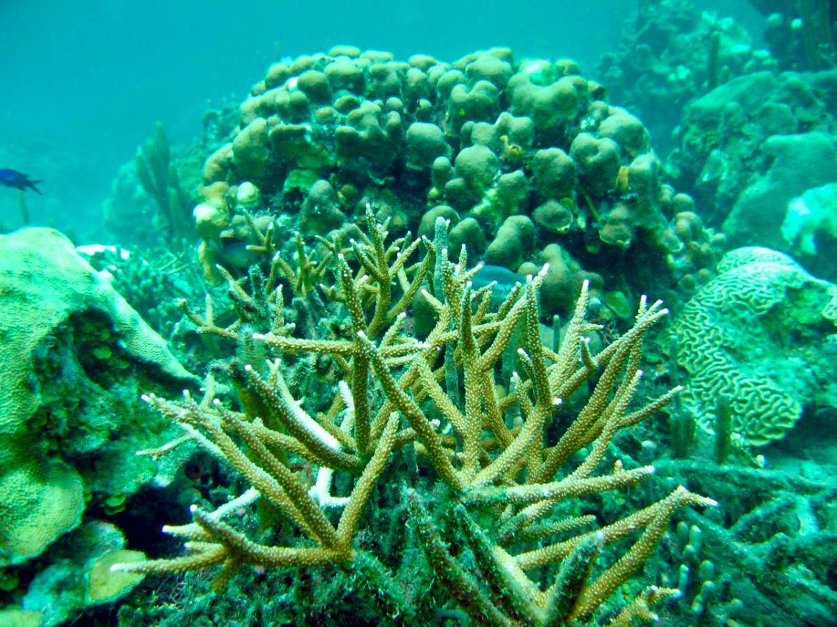 Los corales son animales que sirven de protección a otras especies. // Cortesía.