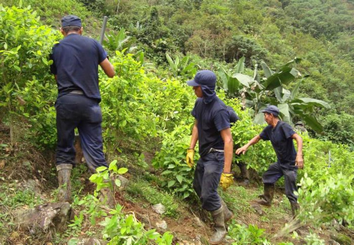 Bolívar, permanece entre los cuatro departamentos con más héctareas dedicadas a sembrados de coca. Según los representantes bolivarenses Pedrito Pereira y William García la despenalización no es la solución Colprensa