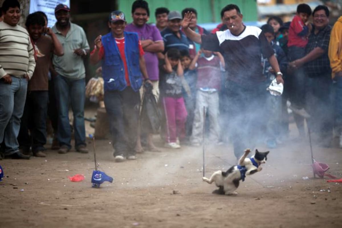 Detrás del consumo de gato están asociaciones defensoras de animales. AP