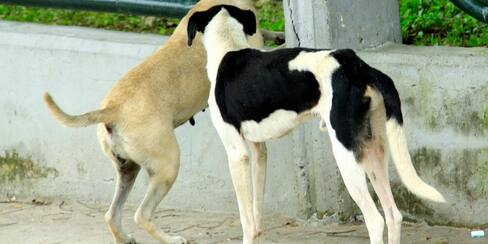 En segunda instancia, ordenan al Distrito construir Centro de Bienestar Animal