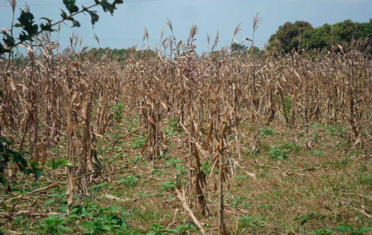 Los productores agrícolas también demandan seguros que los amparen frente a la sequía. // Archivo.