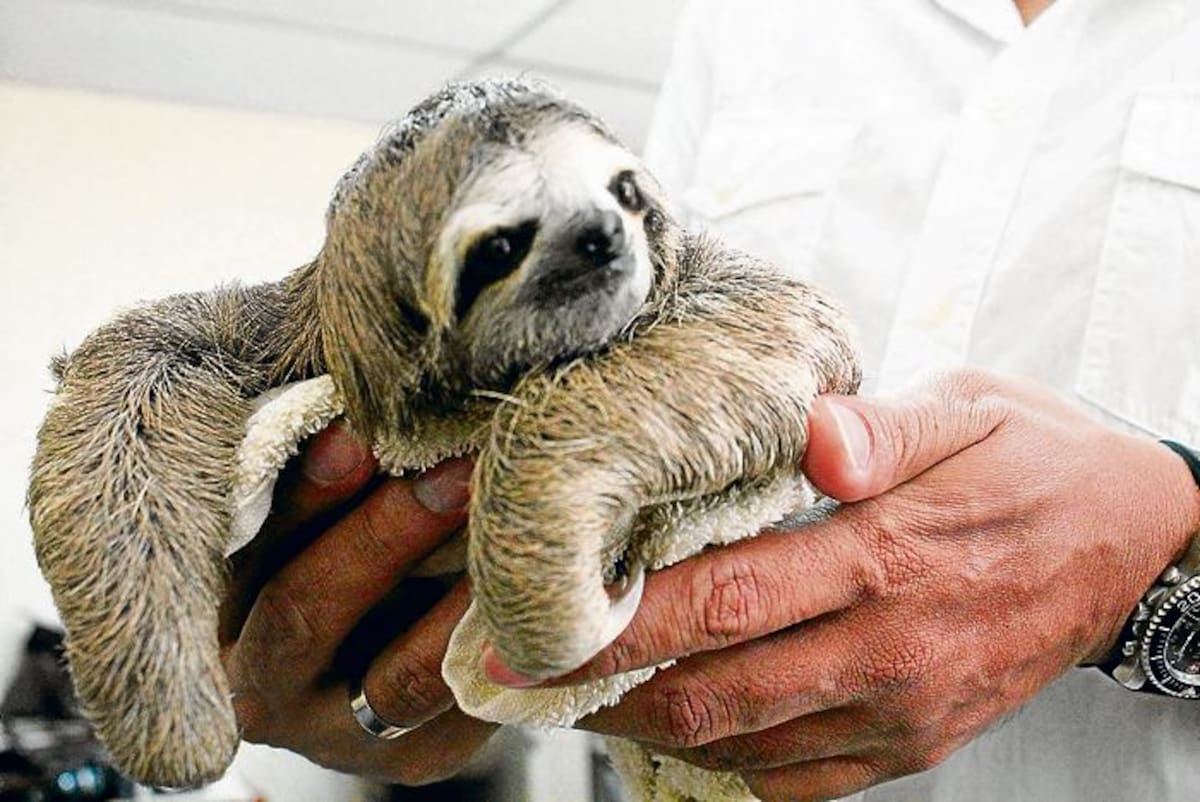 Oso perezoso rescatado por las autoridades en Córdoba.