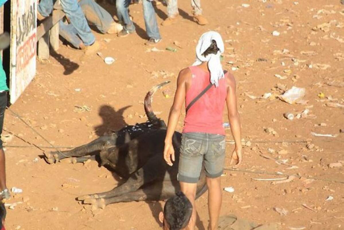 El toro fue acuchillado y atacado a golpes una de las tarde de corralejas en Turbaco. EL UNIVERSAL