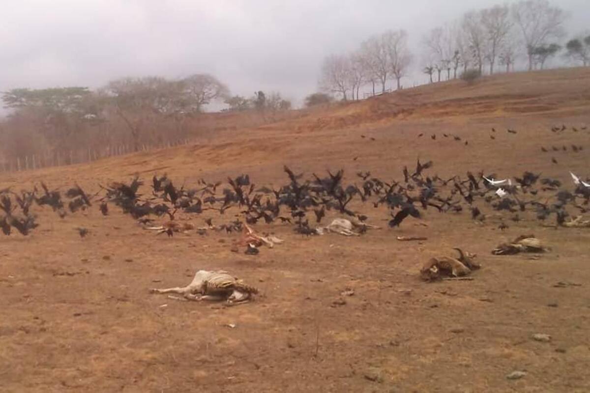 Intensa sequía causa la muerte de dos mil reses en Córdoba