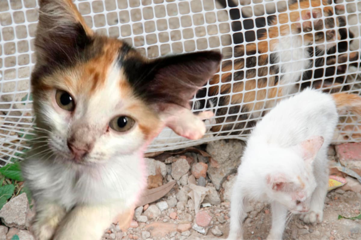 8 de agosto, Día Internacional del Gato: en Cartagena una fundación los cuida