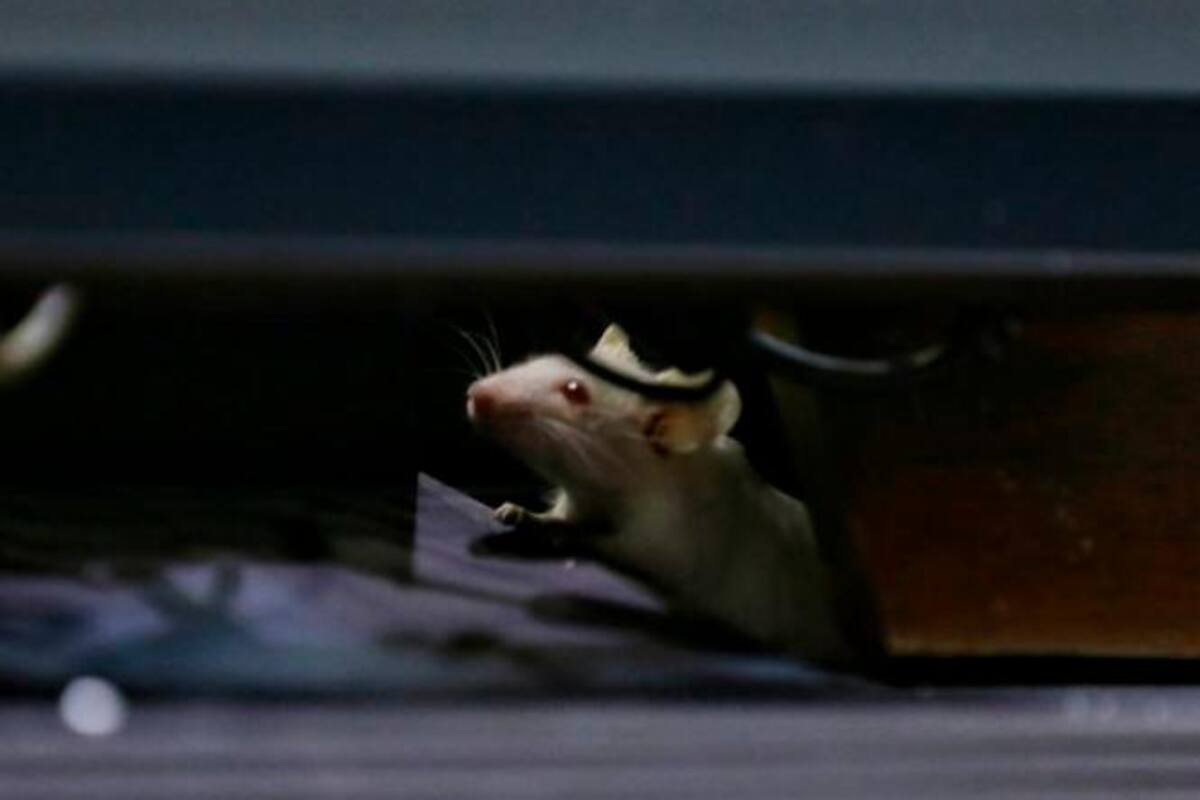 Decomisan carne de rata en el aeropuerto de Chicago