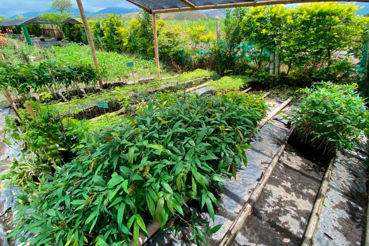 Madres cabeza de familia siembran árboles en 8 departamentos del país