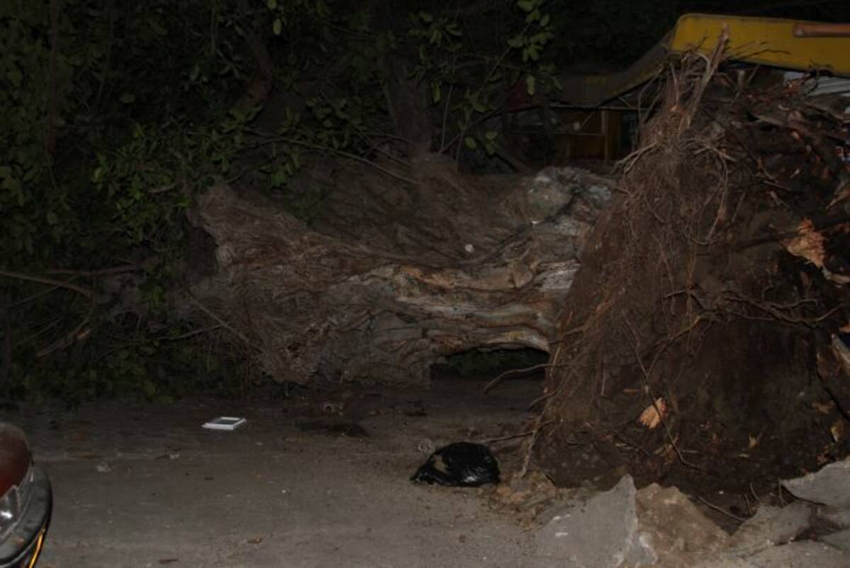 Aunque se desconocen las causales de la caída del centenario árbol, algunos aseguran que manos "criminales" tienen que ver con el hecho. NAYIB GAVIRIA AMADOR - EL UNIVERSAL