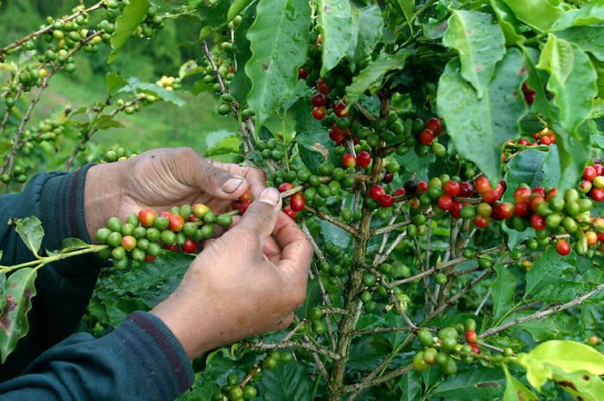 El total de la producción en la cosecha anterior fue de 28.103.435 sacos de 60 kilos. COLPRENSA