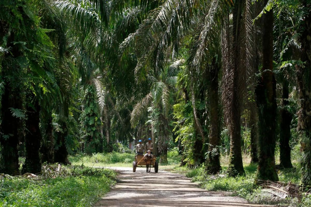 Mujeres campesinas transforman sus vidas trabajando la Palma de Aceite