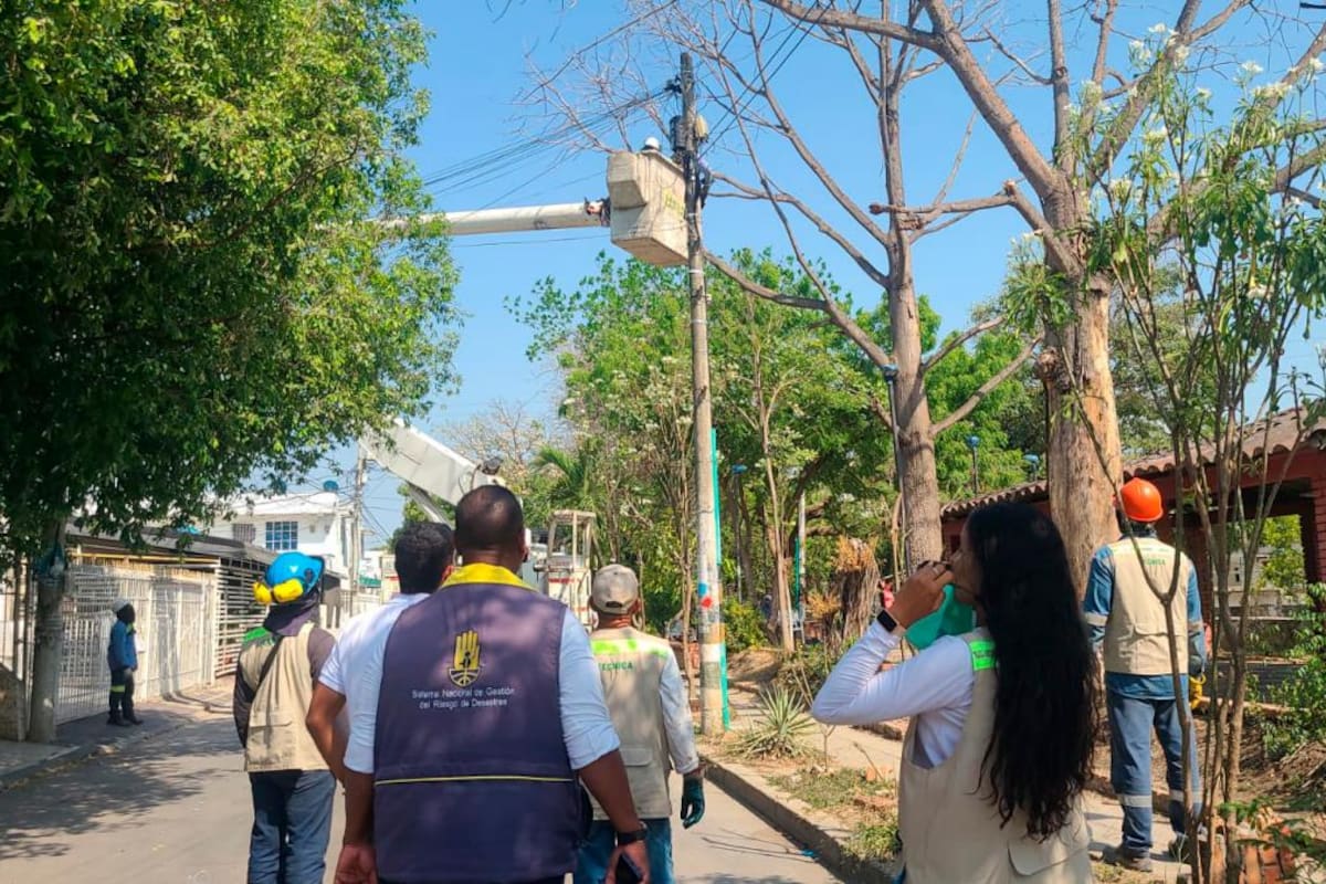 Medida preventiva en San Pedro: talaron dos bongas debido a su peligrosidad