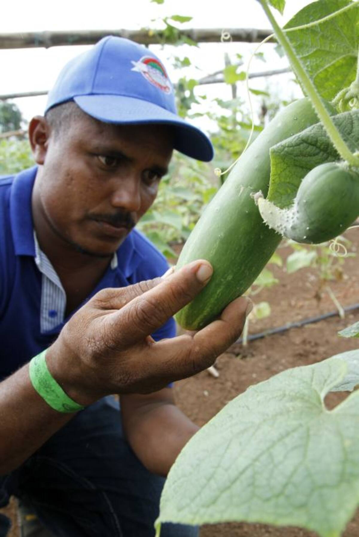 El pepino es la hortaliza que más siembran en el campo. LUIS EDUARDO HERRÁN - EL UNIVERSAL