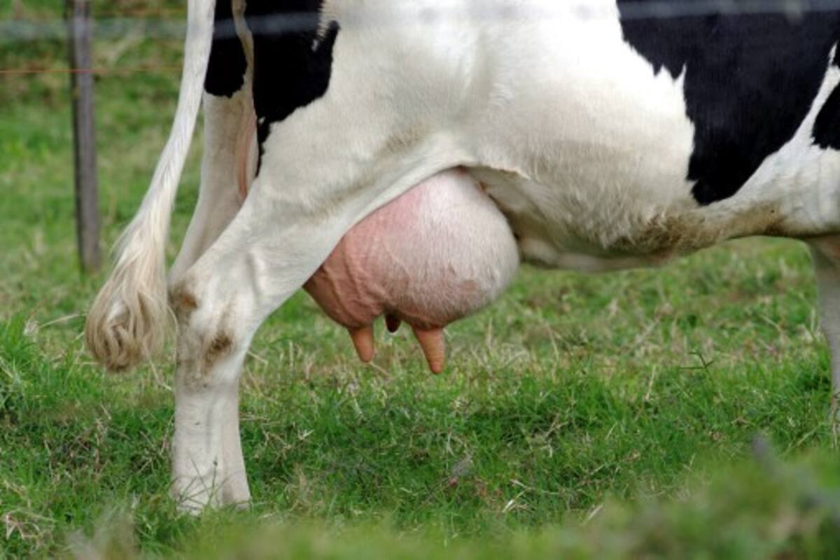 La leche cruda tiene sus consecuencias para la salud. CORTESÍA SXC
