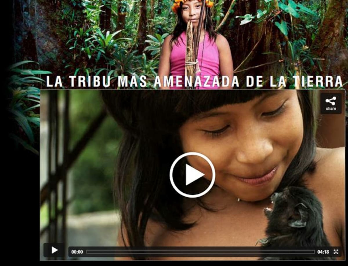 Tribu indígena Awá, la más amenazada del planeta. Captura de pantalla ONG Survival