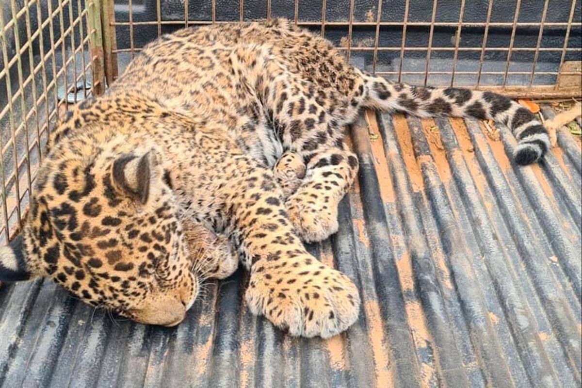En estado crítico Yaguareté atropellado, especie en vía de extinción