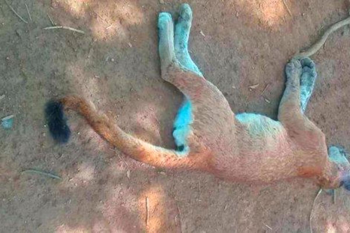 Campesinos matan a puma en el sur de Córdoba