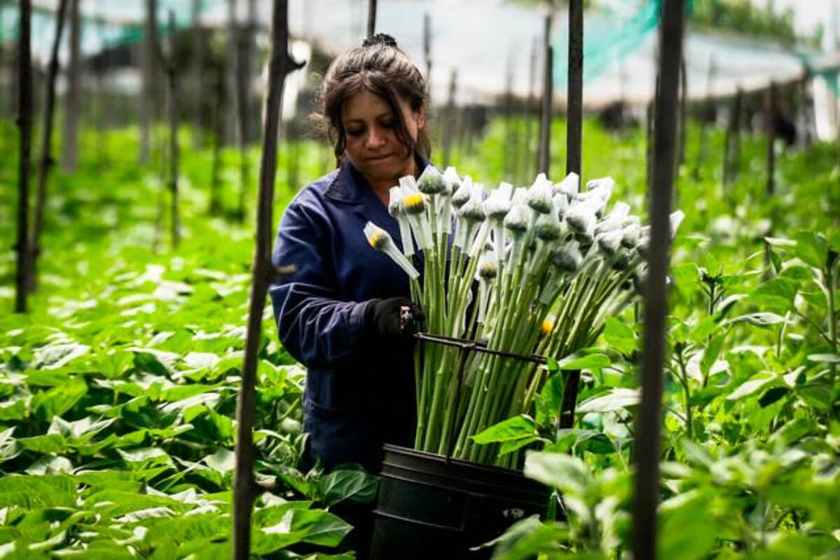 Colombia exportará más de 700 millones de flores para San Valentín