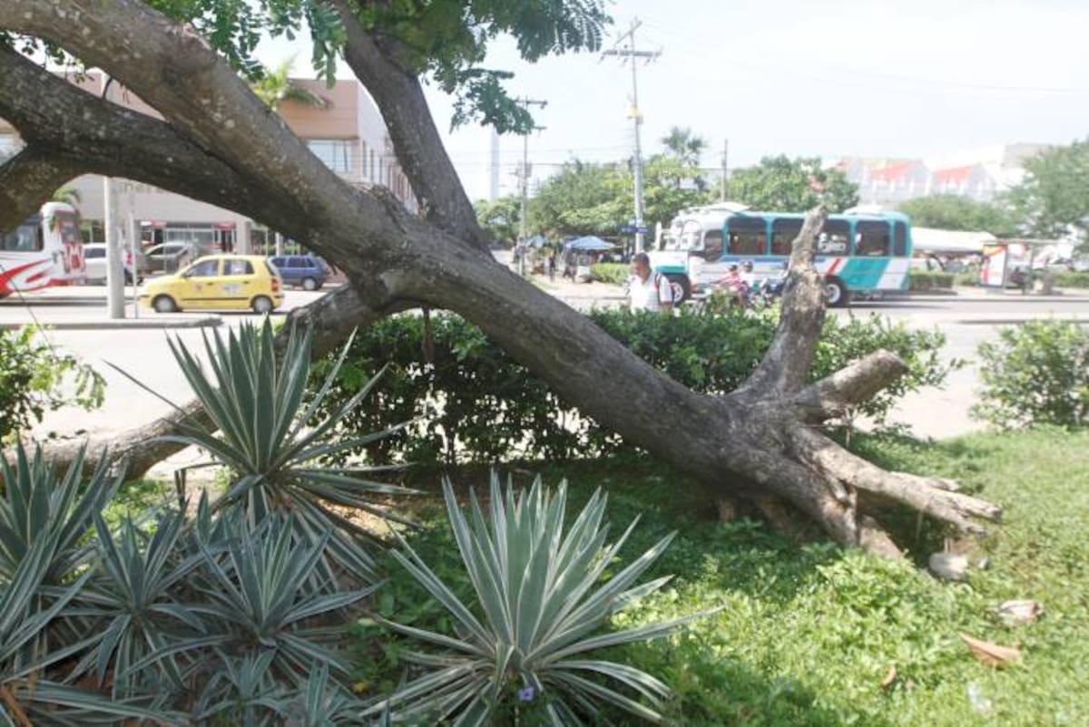 En Cartagena se han plantado especies inadecuadas para zonas urbanas, plantas invasoras o exóticas, y en los casos más graves, árboles de gran tamaño que interfieren sea en las redes de energía o en tuberías subterráneas. Julio castaño El Universal