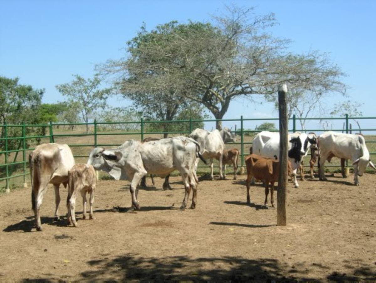 En el primer semestre del año, el censo bovino de Bolívar muestra un descenso, fruto del traslado de miles de animales a otros departamentos, especialmente al Magdalena. ARCHIVO/ EL UNIVERSAL