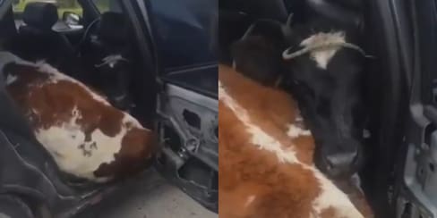 Insólito hallazgo en Boyacá: dos vacas eran transportadas en un vehículo particular