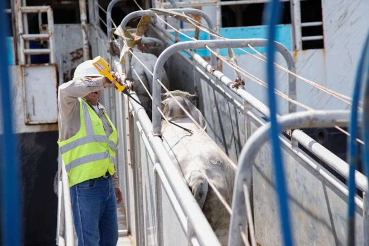 El ganado exportado es de ganaderías de Bolívar, Córdoba y Sucre. AROLDO MESTRE - EL UNIVERSAL